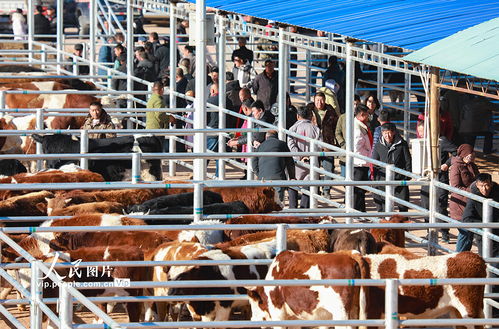 內蒙古鄂爾多斯 活畜市場交易火熱